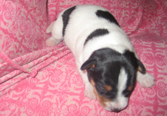 US puppy 64