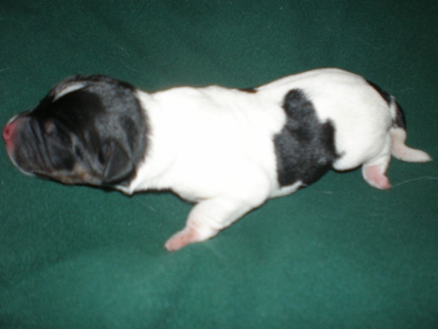 US puppy 58