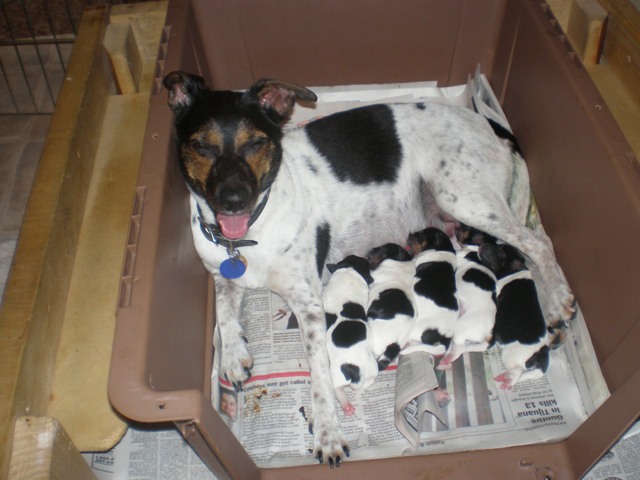 Kikka with her 5 puppies
