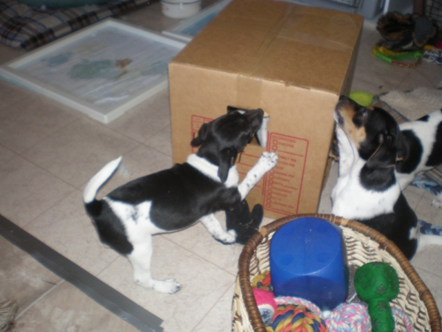 The box