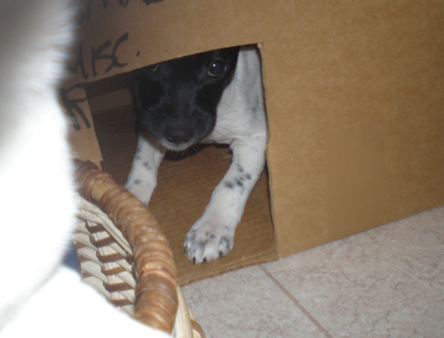 The box