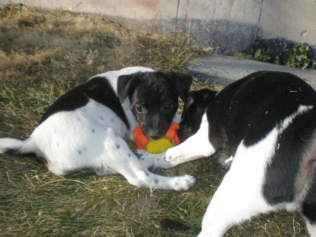Dory and Dudley w ball
