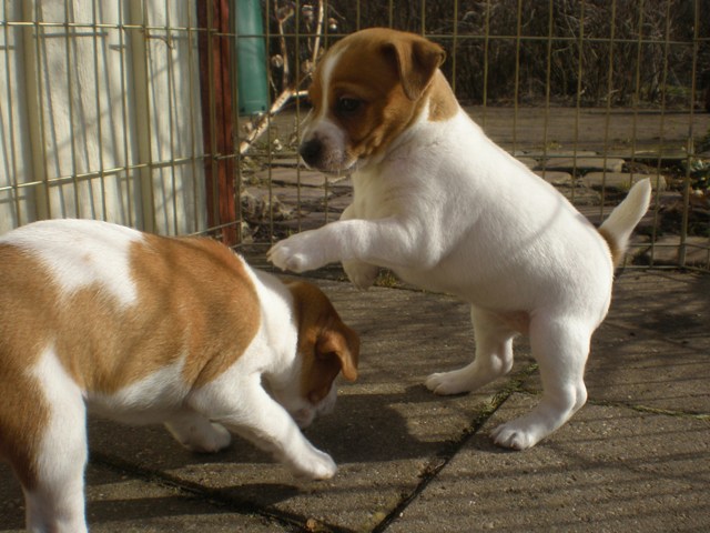 leger udenfor