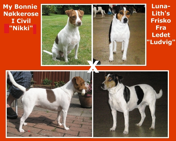 Nikki og Ludvig