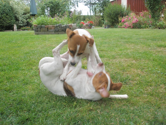 Leger med Nikki