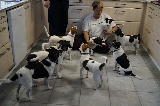 Hos kennel Javika