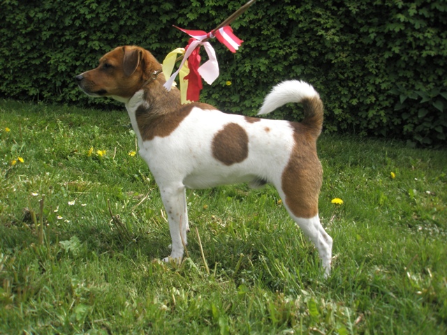 Crow's Point Kennel's Herman