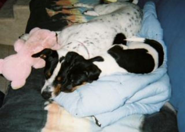 Bailey buddy