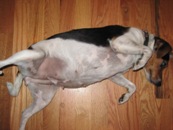 Show belly 6 wks