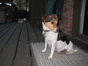 8 wks sit