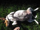 Bellyup 8 wks