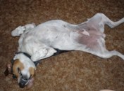 showing belly 4 weeks