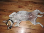 Showing belly 5 weeks
