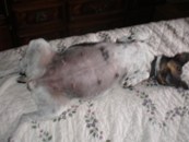 Kikka show belly 8 weeks