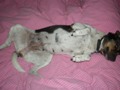 Belly 4 weeks