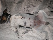 show belly 5 weeks