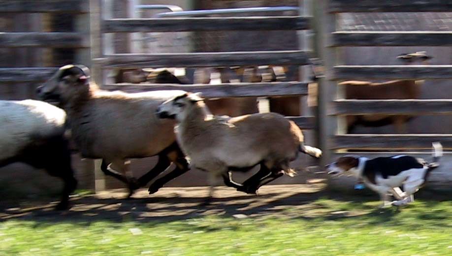 Solo herding