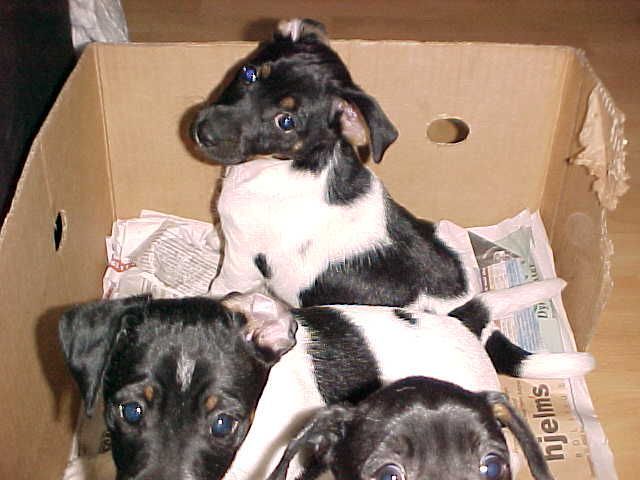 Pups in box