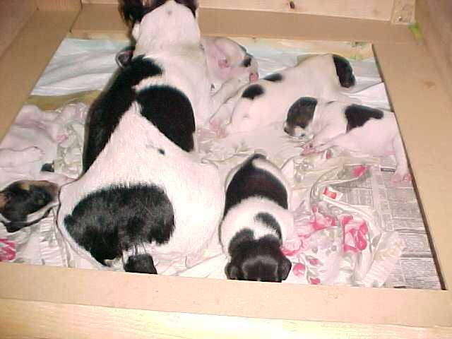 Litter Wk3