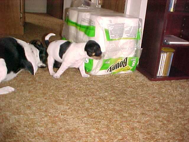 Shoshone paper towel