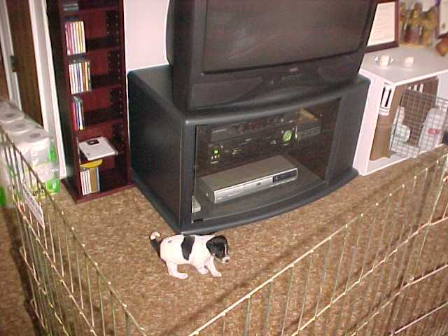 pup in big world