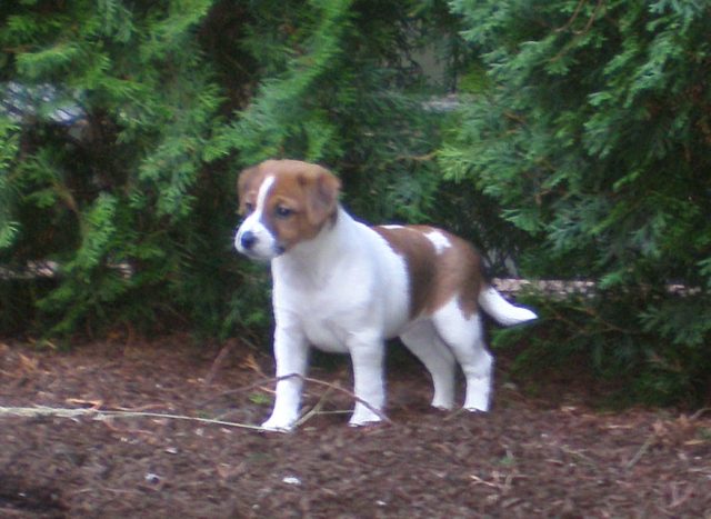 Daisy 7 weeks old