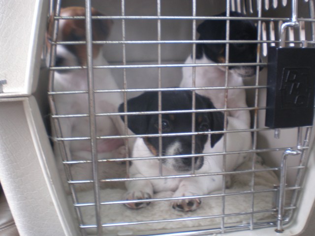 All in the kennel