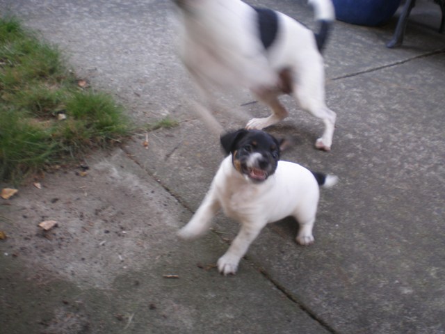 Nell showing teeth