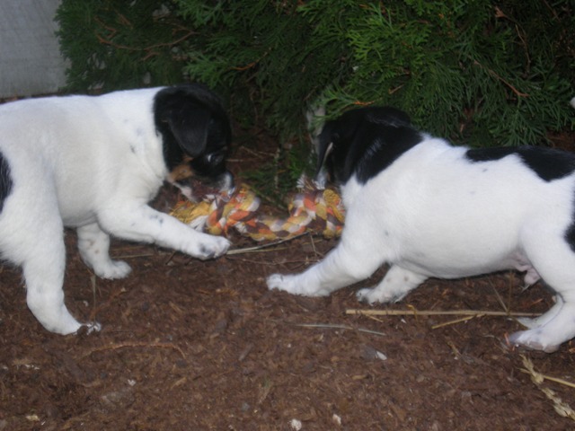 Nell and Ali tug