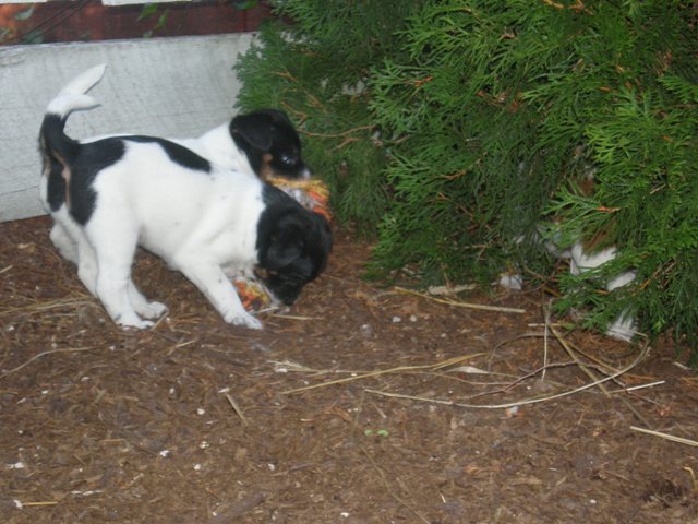 Nell and Ali tug2