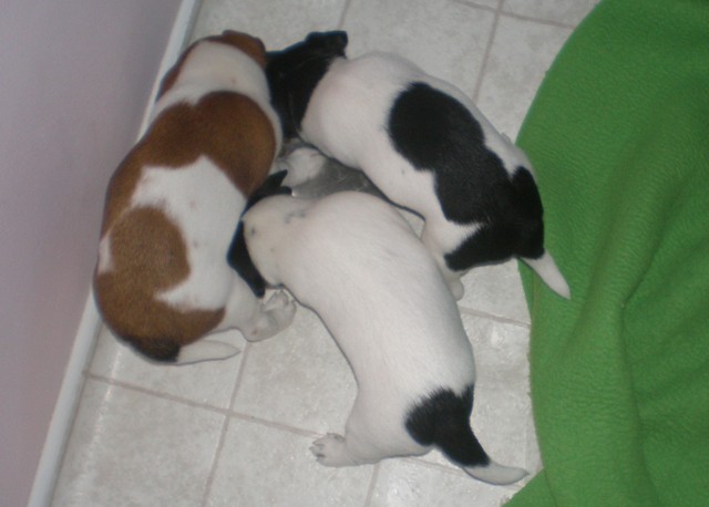 all 3 eat