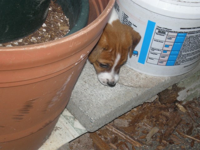 Daisy in the shed