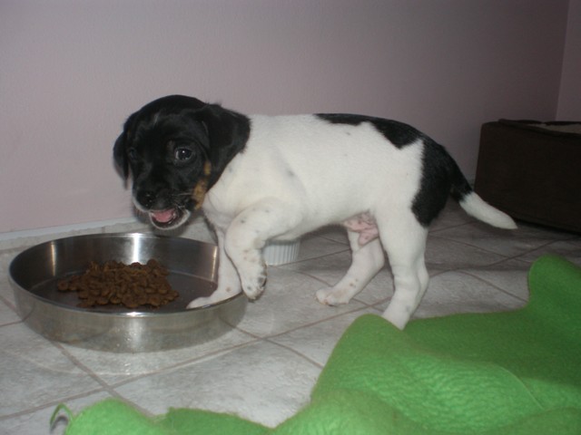 Ali chewing