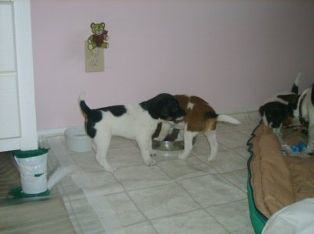 Ali and Daisy eating