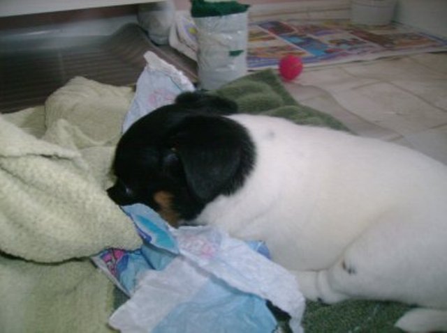 Nell w tissue