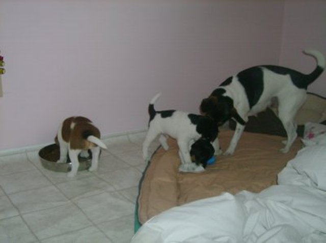 Daisy, Ali, Nell CJ