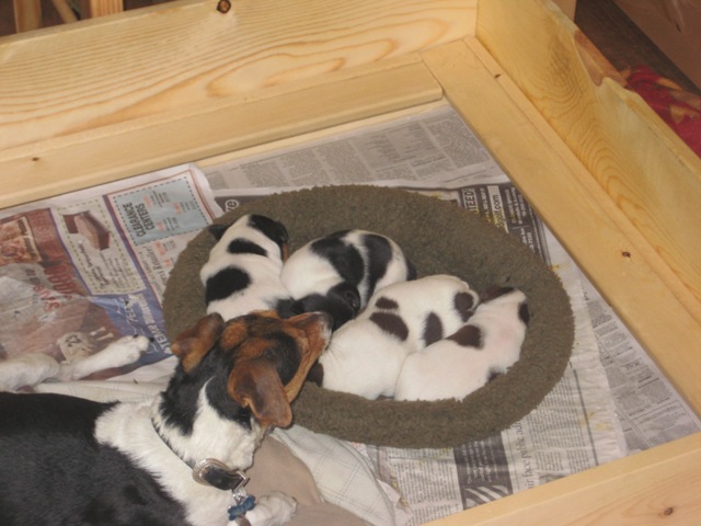 Greta and puppies 3wks