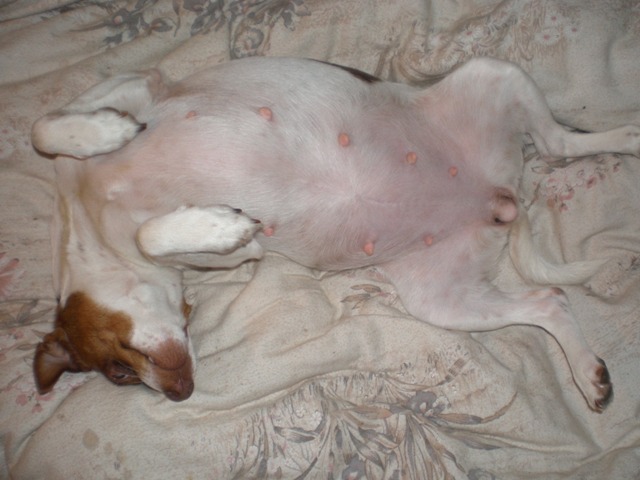 Sussi 7 wks pregnant