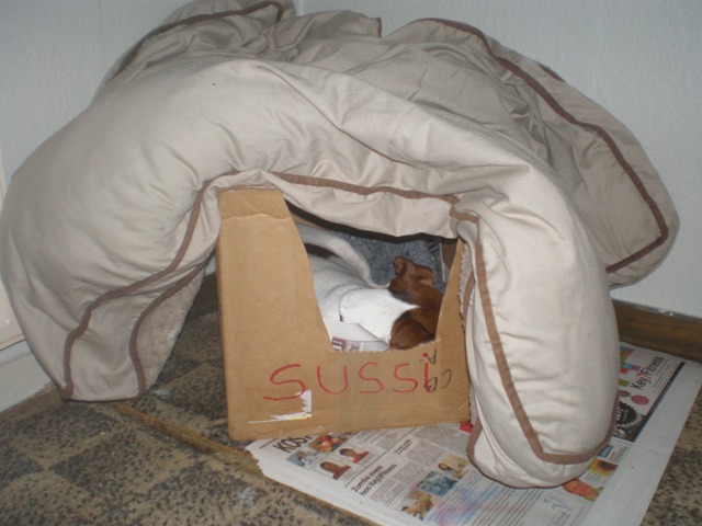 The puppy box