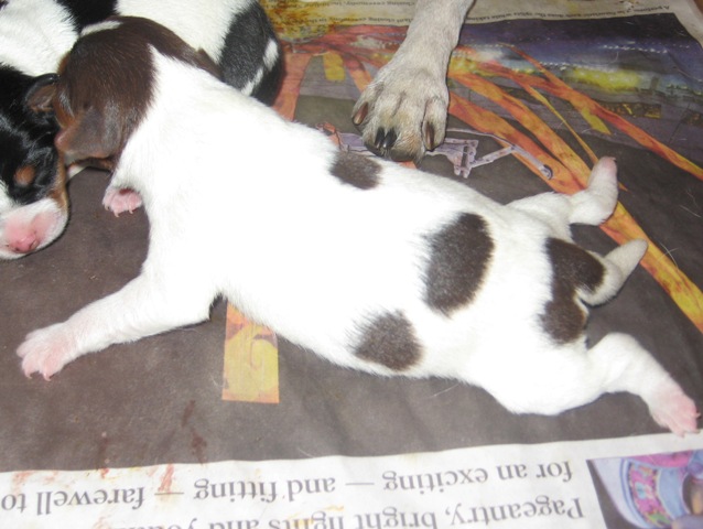 Sussi newborn