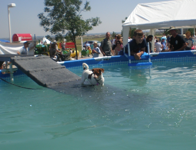 Sussi in pool