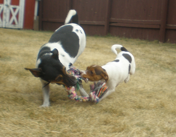Puppy Sussi tug with Kikka