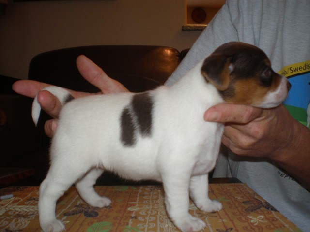 Sussi 3 weeks old