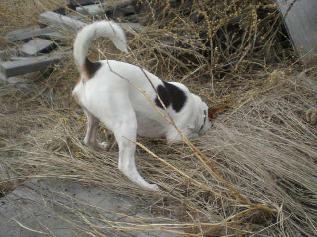 Sussi digging