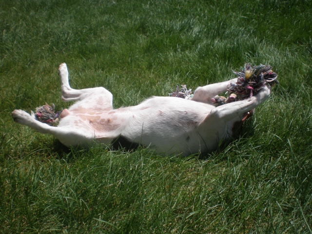 Sussi plays in the grass