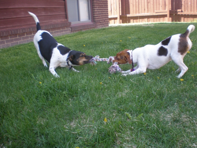 Sussi tugging with Kikka