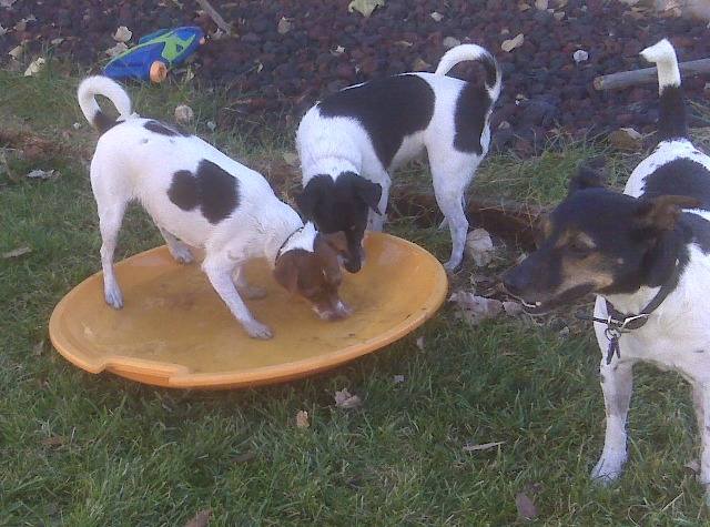 Sussi in the watertub