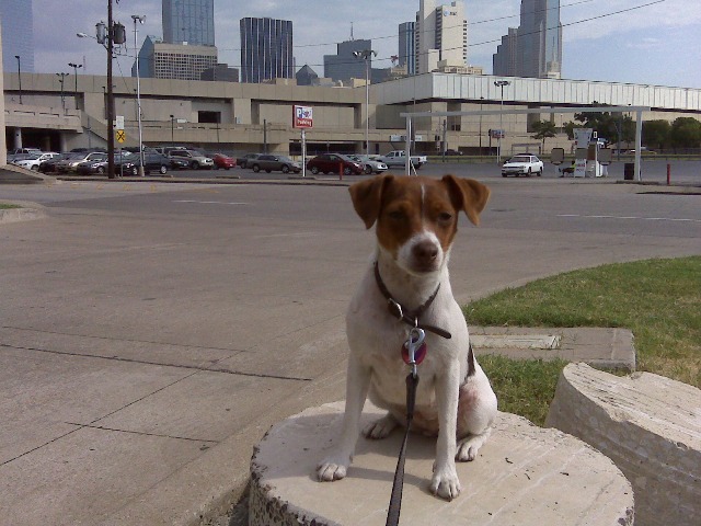 Sussi in Dallas TX