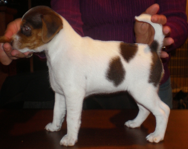 Sussi 7 weeks old