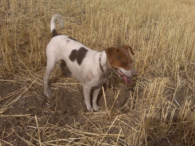 Sussi in the field